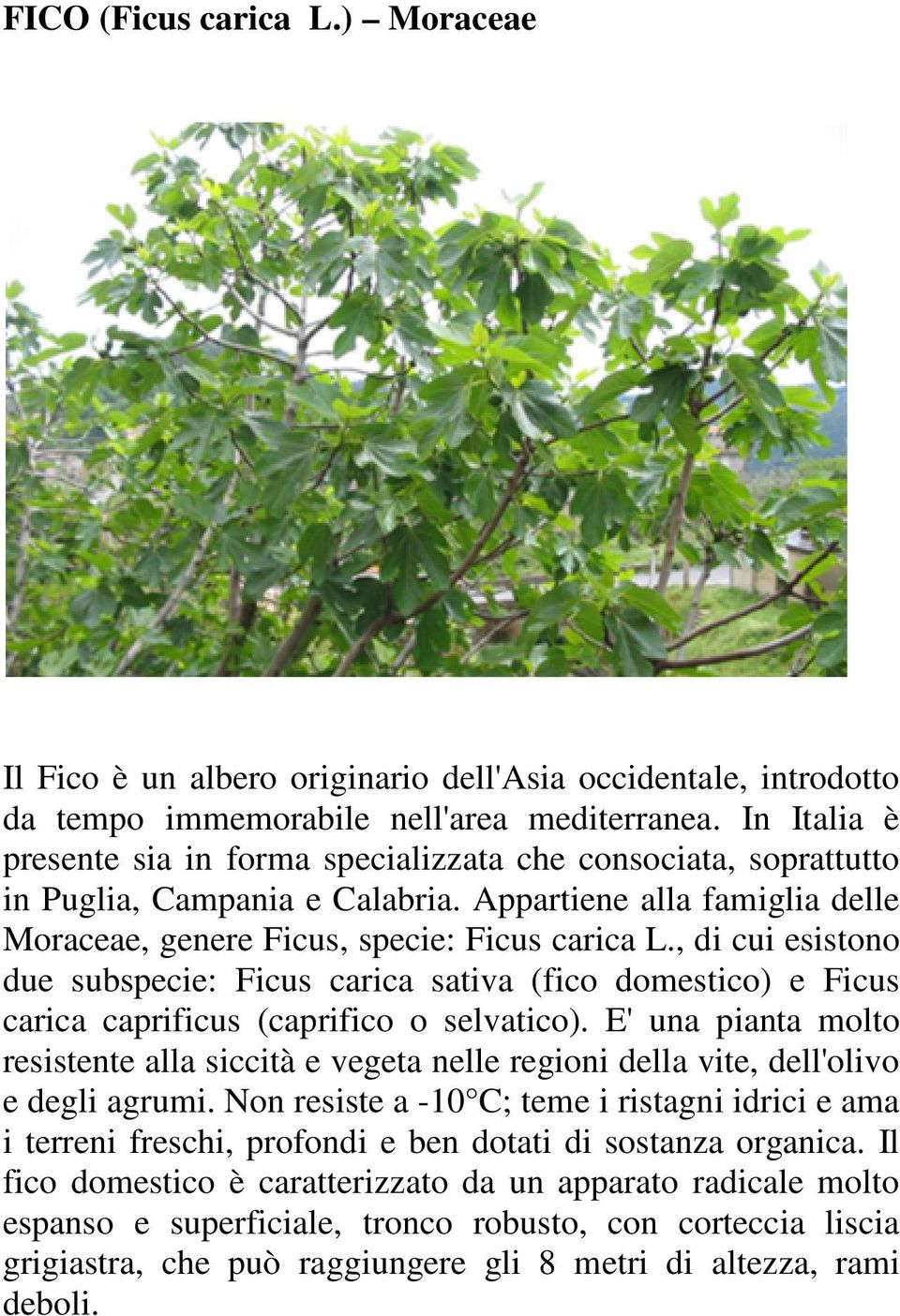 , di cui esistono due subspecie: Ficus carica sativa (fico domestico) e Ficus carica caprificus (caprifico o selvatico).
