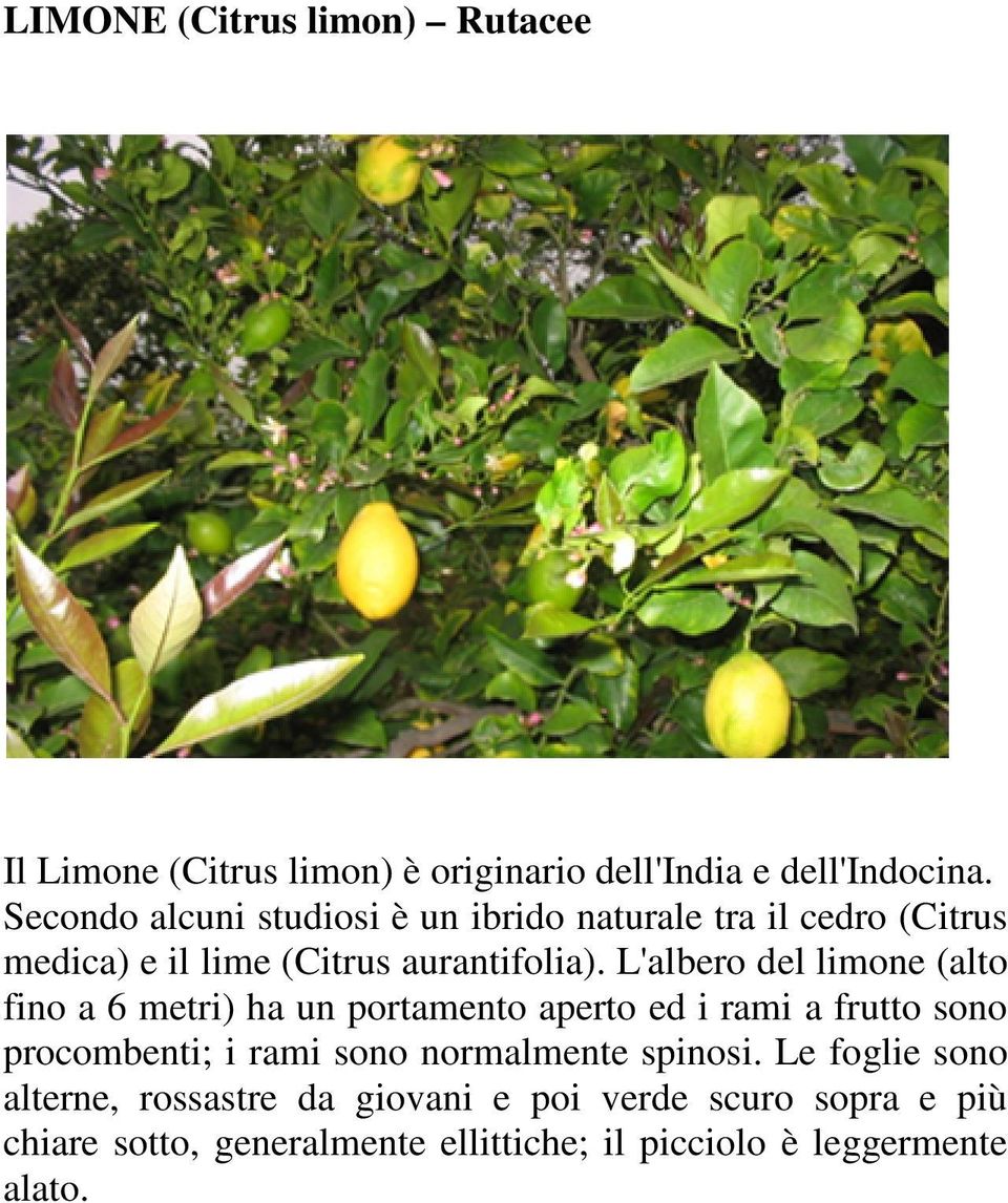 L'albero del limone (alto fino a 6 metri) ha un portamento aperto ed i rami a frutto sono procombenti; i rami sono