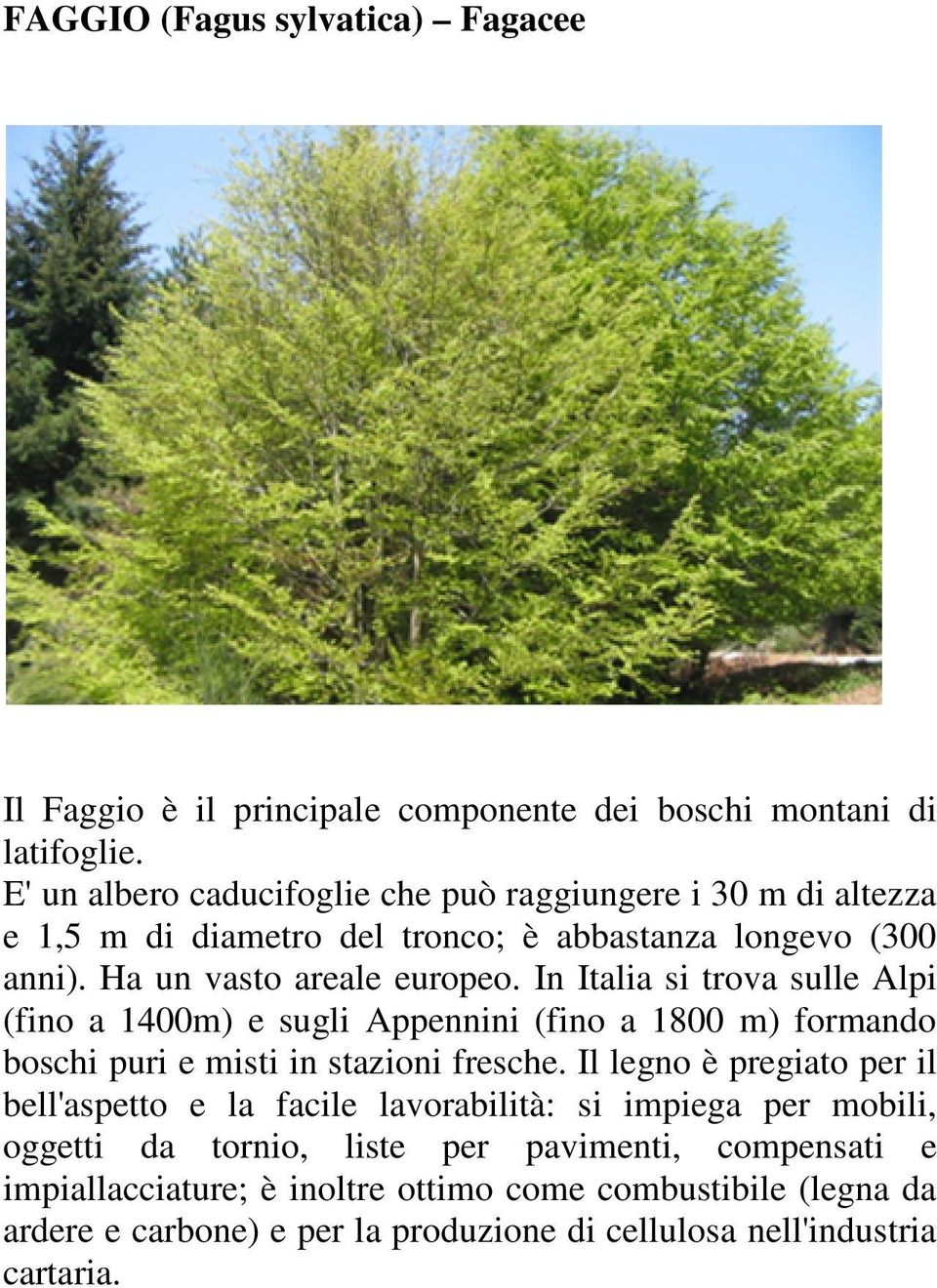 In Italia si trova sulle Alpi (fino a 1400m) e sugli Appennini (fino a 1800 m) formando boschi puri e misti in stazioni fresche.
