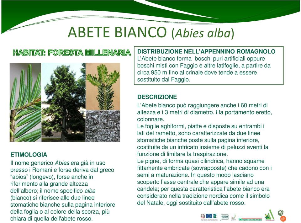 ETIMOLOGIA Il nome generico Abies era già in uso presso i Romani e forse deriva dal greco abios (longevo), forse anche in riferimento alla grande altezza dell albero; il nome specifico alba (bianco)