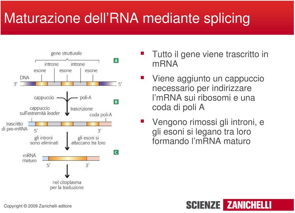 indirizzare l mrna sui ribosomi e una coda di poli A Vengono