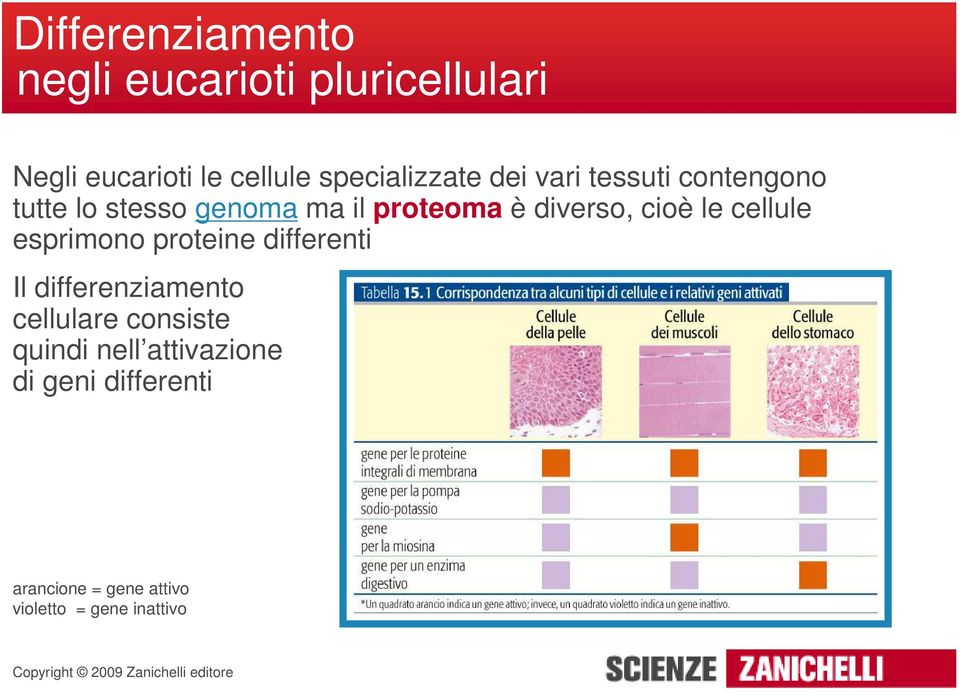 diverso, cioè le cellule esprimono proteine differenti Il differenziamento cellulare