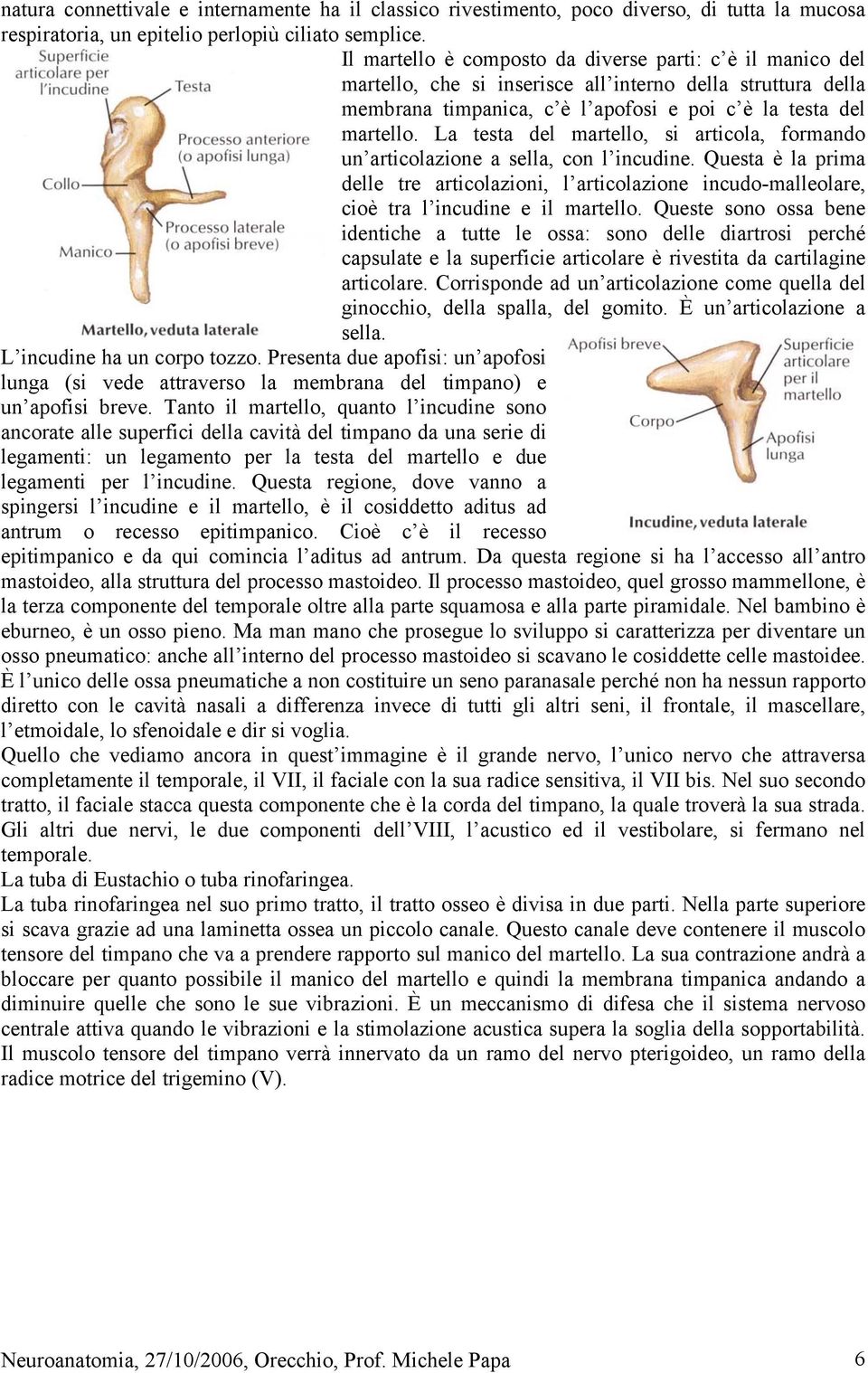 La testa del martello, si articola, formando un articolazione a sella, con l incudine. Questa è la prima delle tre articolazioni, l articolazione incudo-malleolare, cioè tra l incudine e il martello.