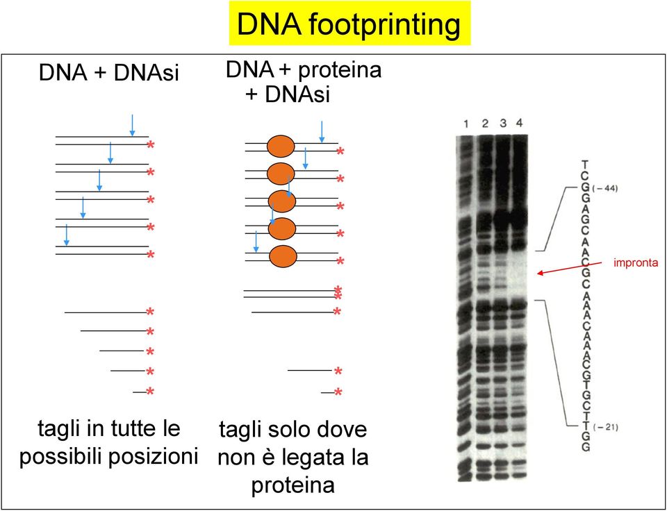 le possibili posizioni * * * * * * * * *