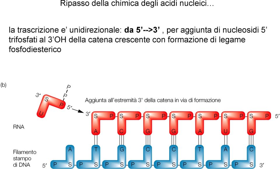 aggiunta di nucleosidi 5 trifosfati al 3 OH della