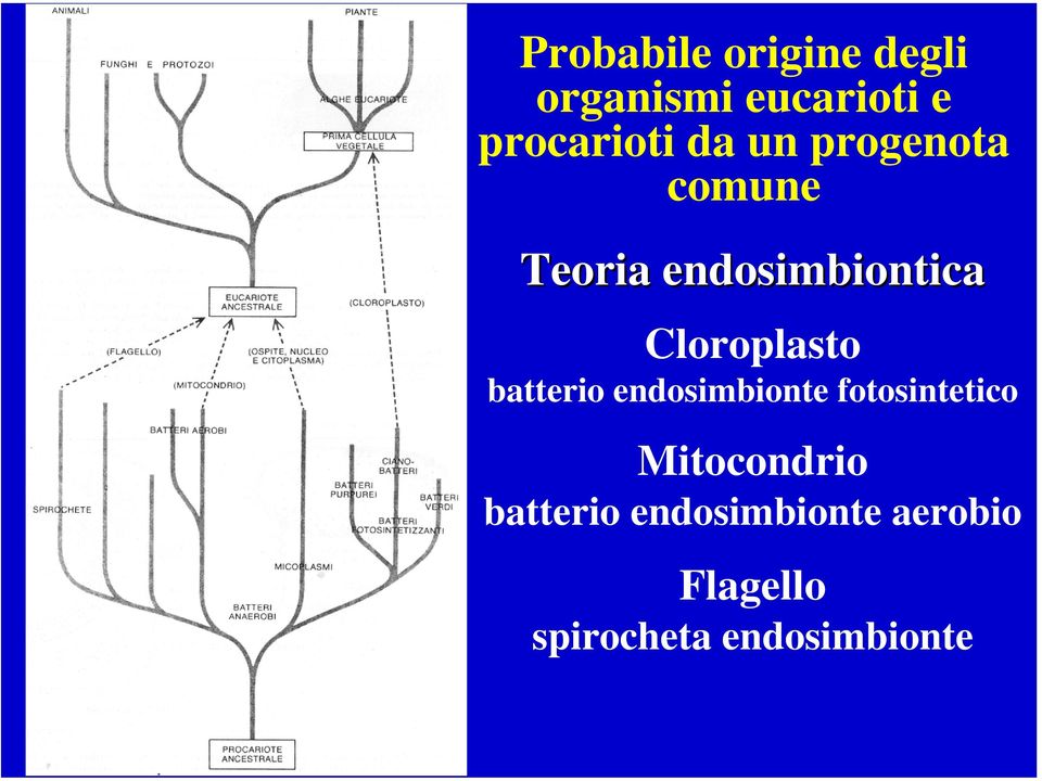 Cloroplasto batterio endosimbionte fotosintetico