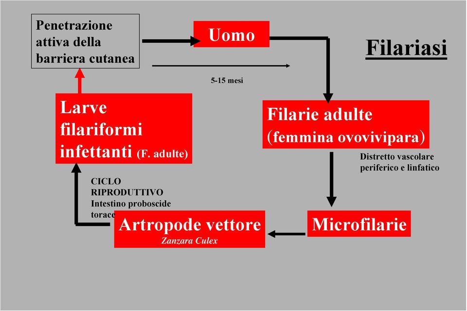 adulte) CICLO RIPRODUTTIVO Intestino proboscide torace Artropode