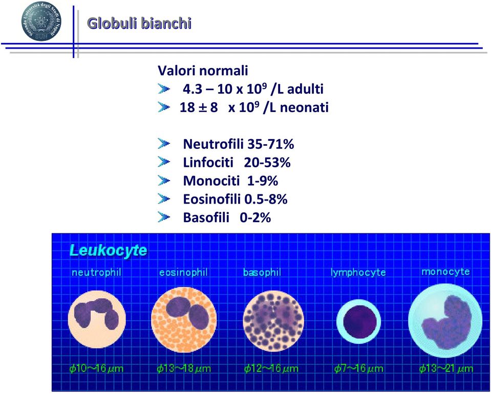 neonati Neutrofili 35-71% Linfociti