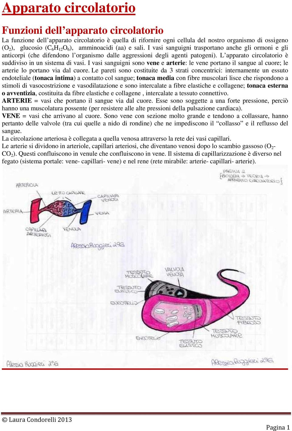 L apparato circolatorio è suddiviso in un sistema di vasi. I vasi sanguigni sono vene e arterie: le vene portano il sangue al cuore; le arterie lo portano via dal cuore.