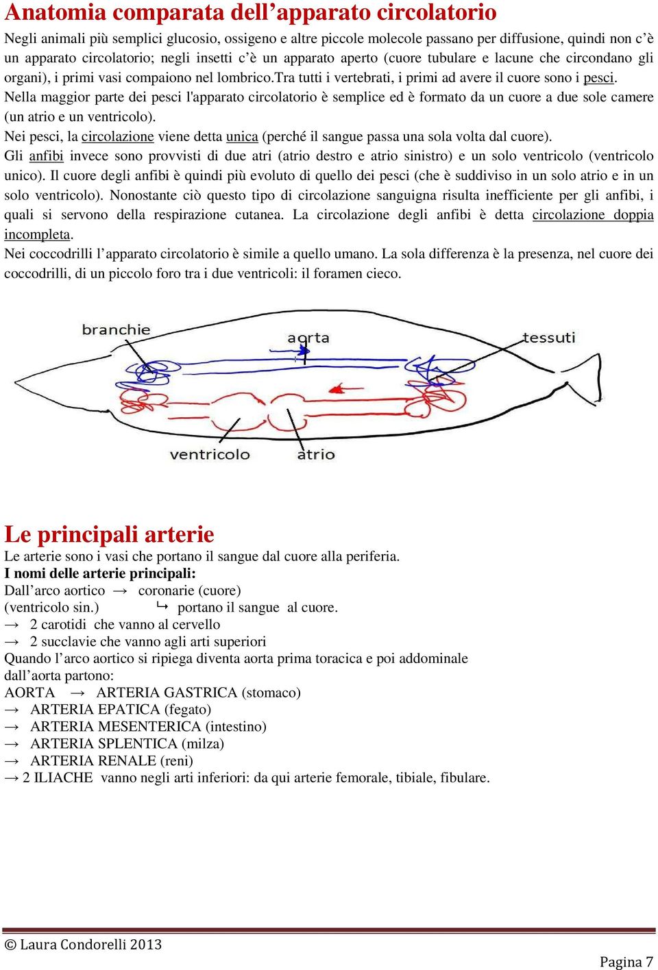 Nella maggior parte dei pesci l'apparato circolatorio è semplice ed è formato da un cuore a due sole camere (un atrio e un ventricolo).