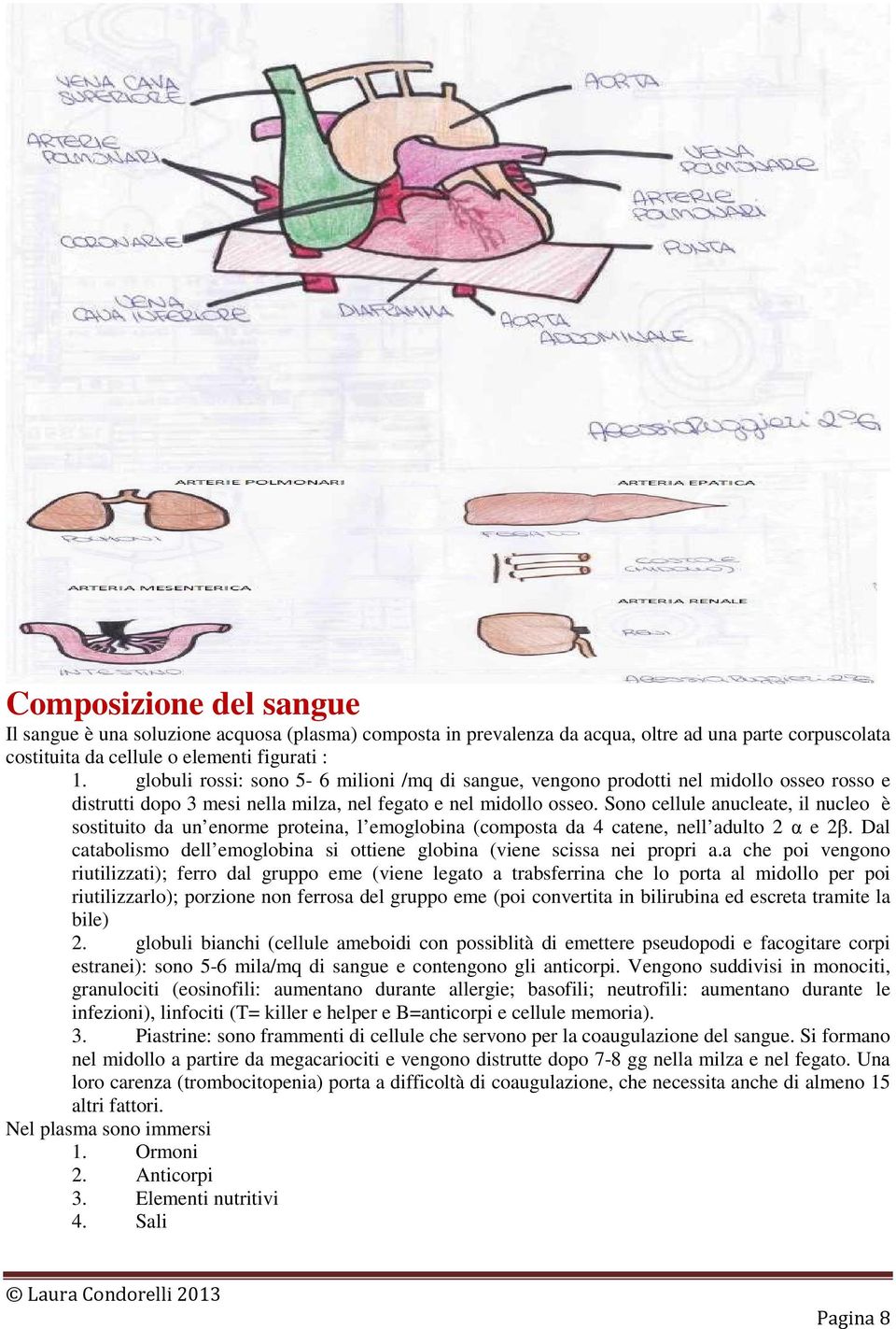 Sono cellule anucleate, il nucleo è sostituito da un enorme proteina, l emoglobina (composta da 4 catene, nell adulto 2 α e 2β.