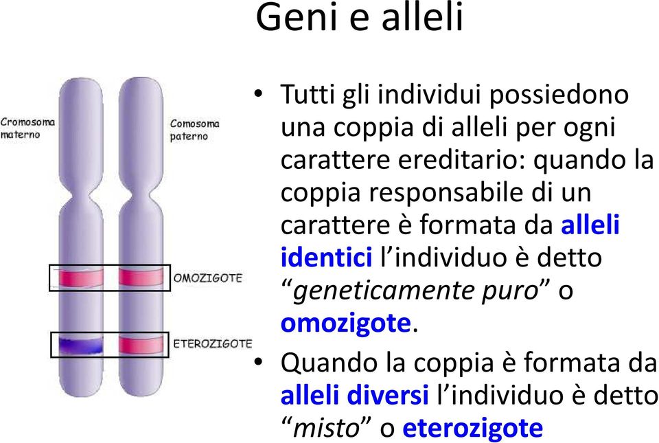 formata da alleli identicil individuo è detto geneticamente puro o omozigote.