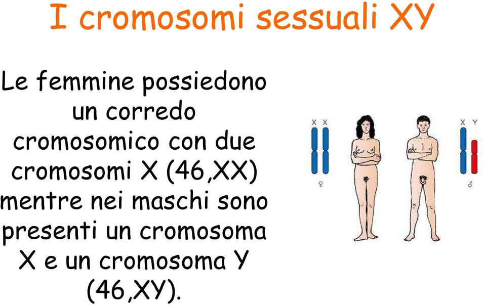 cromosomi X (46,XX) mentre nei maschi sono