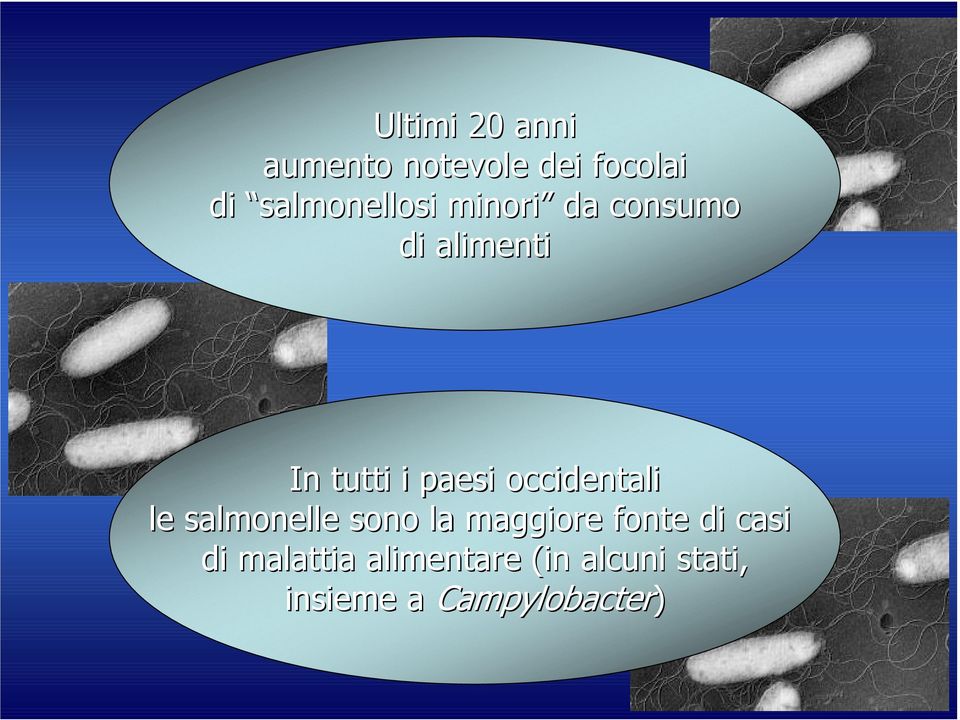 paesi occidentali le salmonelle sono la maggiore fonte di