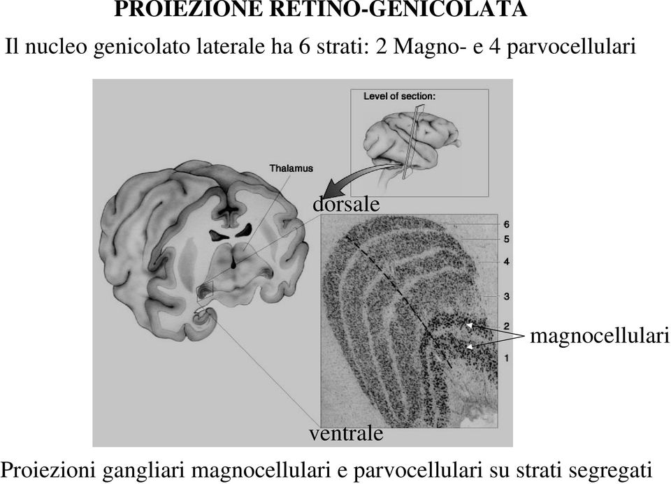 dorsale magnocellulari ventrale Proiezioni