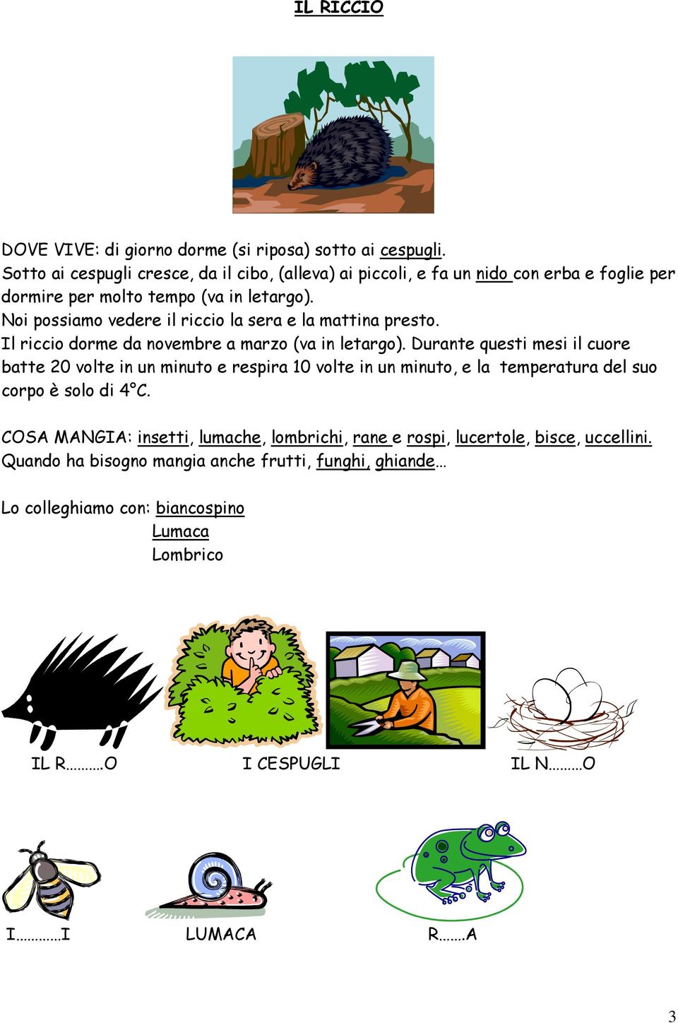 Noi possiamo vedere il riccio la sera e la mattina presto. Il riccio dorme da novembre a marzo (va in letargo).