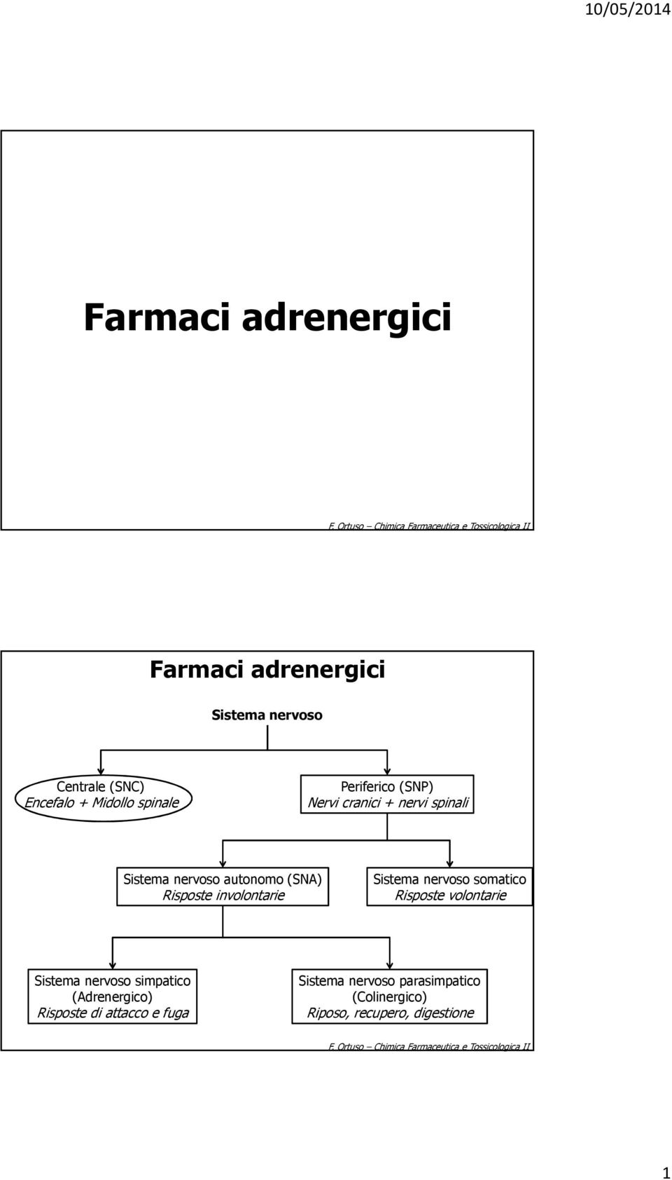 nervoso somatico Risposte volontarie Sistema nervoso simpatico (Adrenergico) Risposte