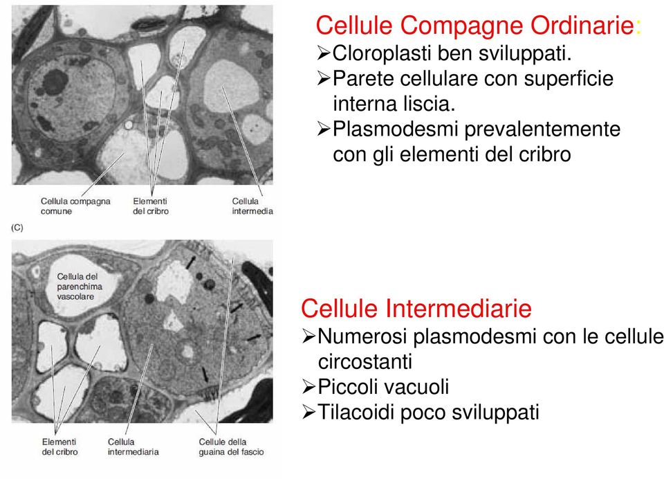 Plasmodesmi prevalentemente con gli elementi del cribro Cellule