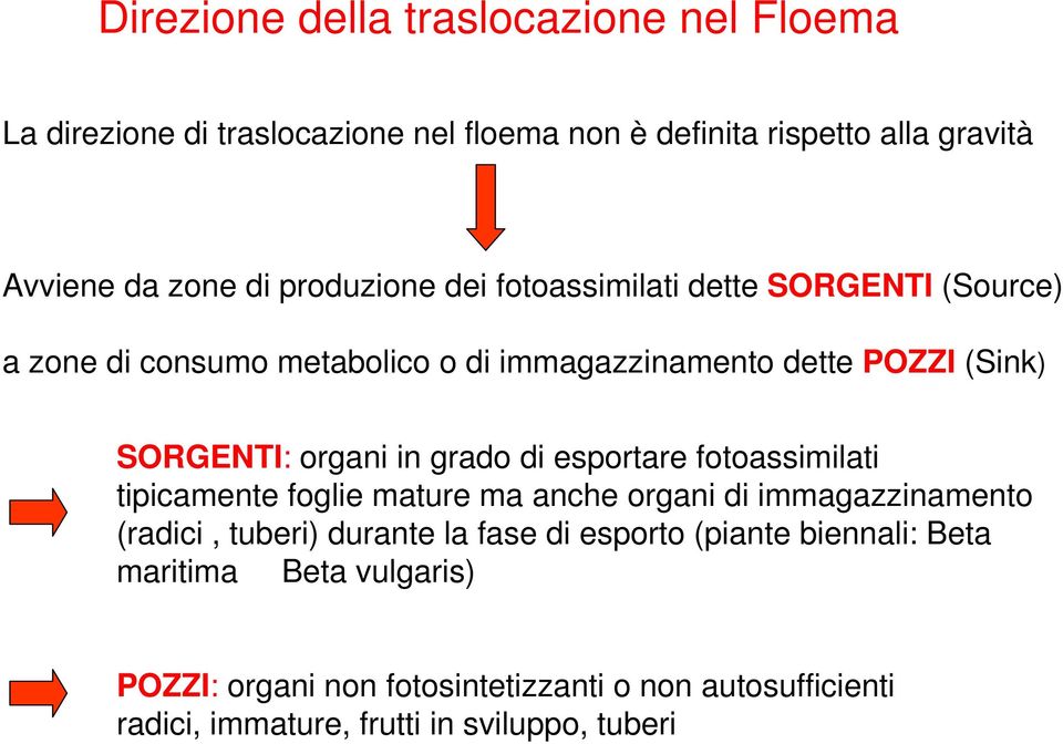 in grado di esportare fotoassimilati tipicamente foglie mature ma anche organi di immagazzinamento (radici, tuberi) durante la fase di esporto