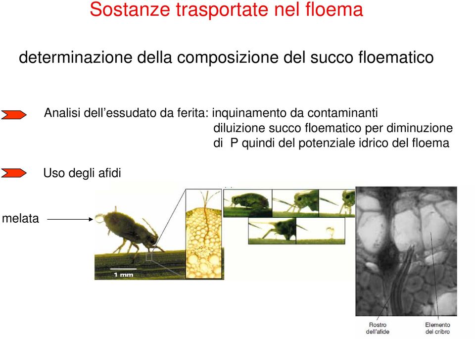 ferita: inquinamento da contaminanti diluizione succo floematico