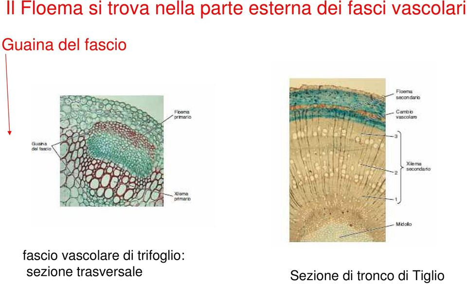 fascio vascolare di trifoglio: sezione