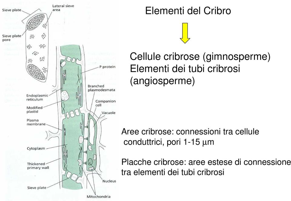 connessioni tra cellule conduttrici, pori 1-15 µm Placche