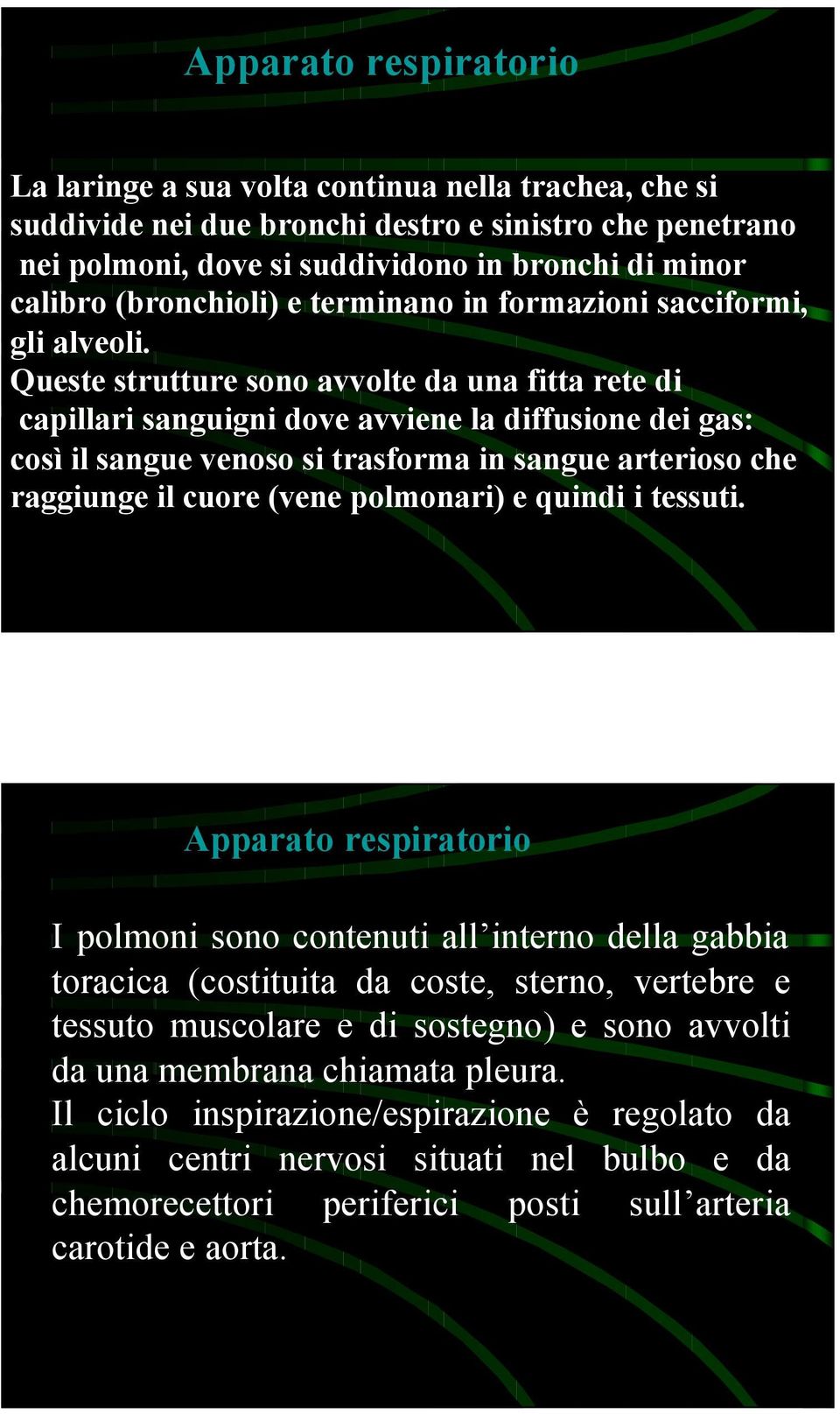 Queste strutture sono avvolte da una fitta rete di capillari sanguigni dove avviene la diffusione dei gas: così il sangue venoso si trasforma in sangue arterioso che raggiunge il cuore (vene