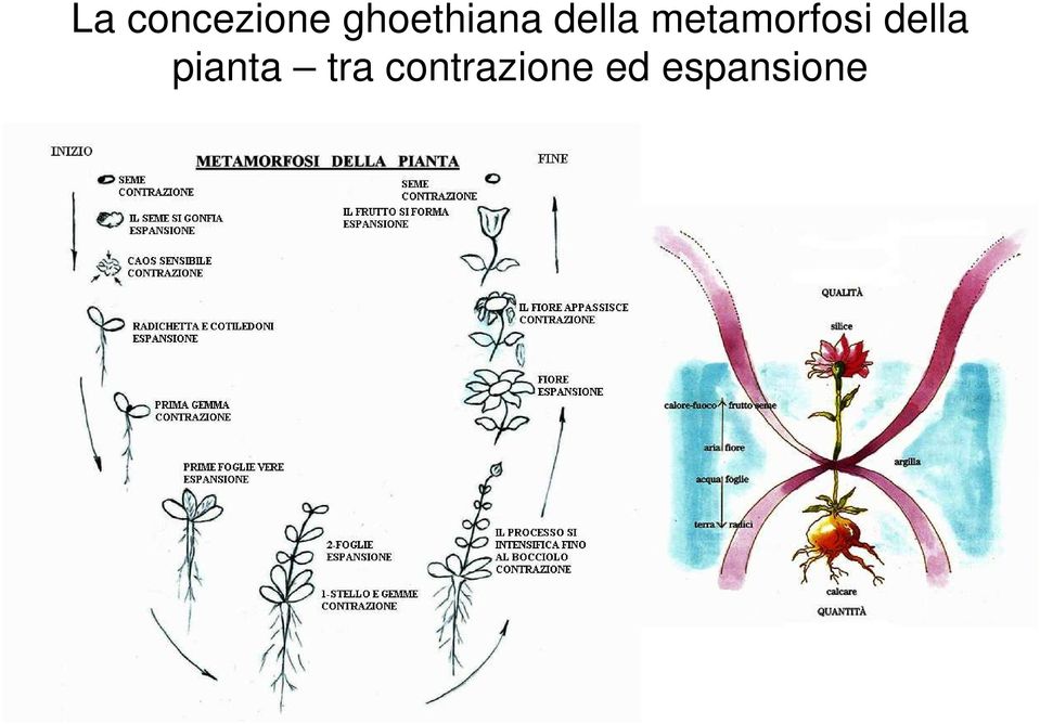 metamorfosi della