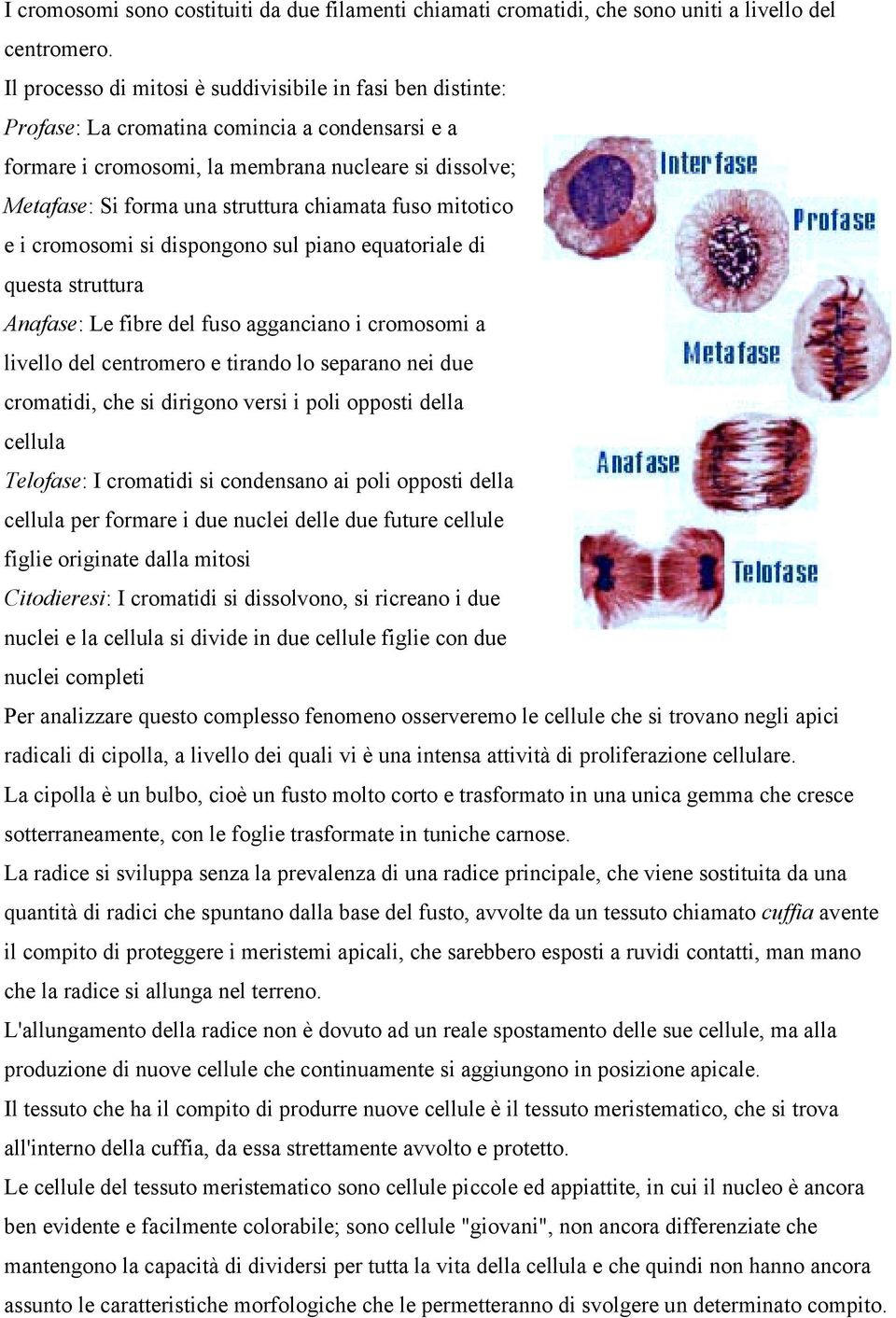 chiamata fuso mitotico e i cromosomi si dispongono sul piano equatoriale di questa struttura Anafase: Le fibre del fuso agganciano i cromosomi a livello del centromero e tirando lo separano nei due