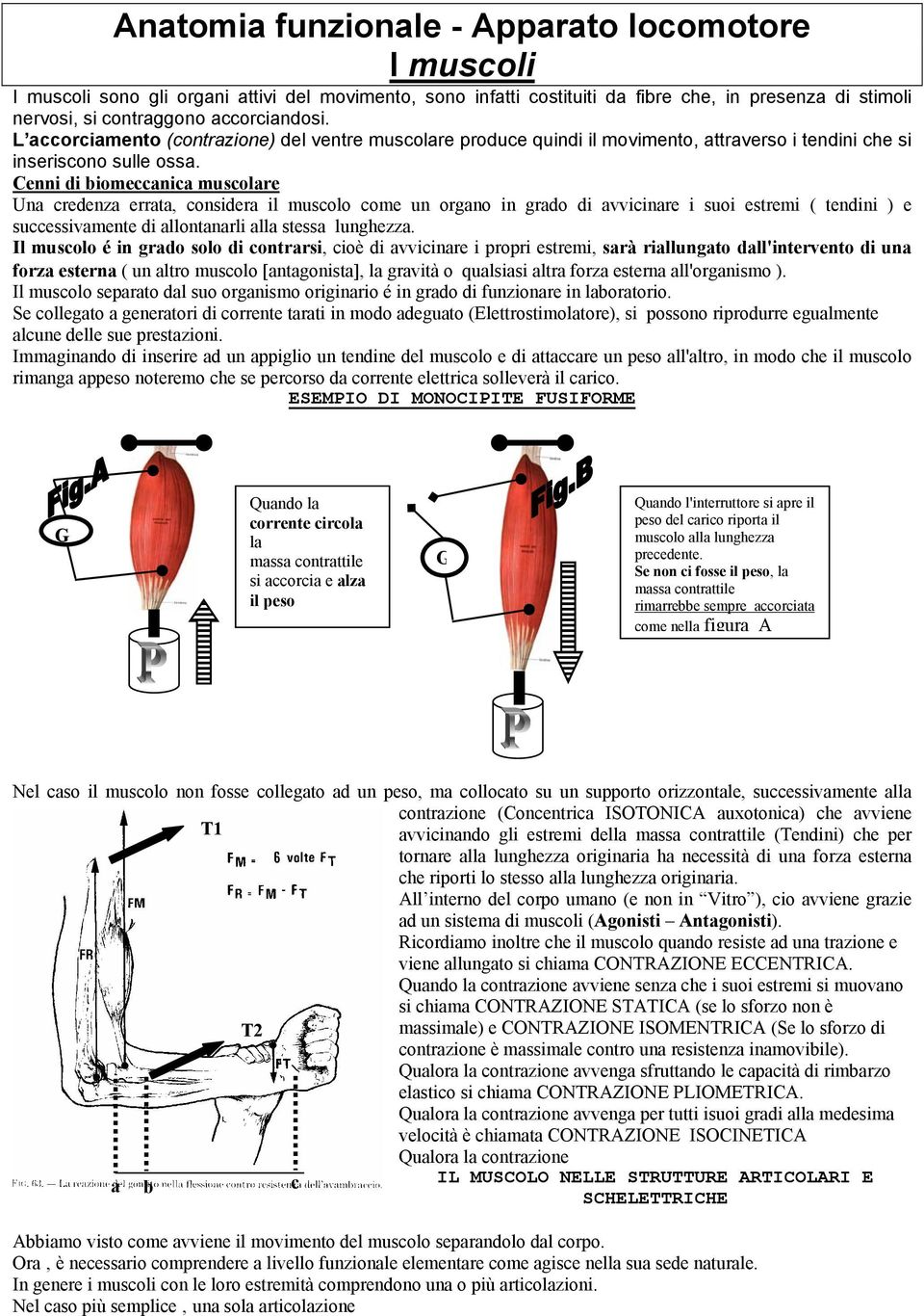 Cenni di biomeccanica muscolare Una credenza errata, considera il muscolo come un organo in grado di avvicinare i suoi estremi ( tendini ) e successivamente di allontanarli alla stessa lunghezza.