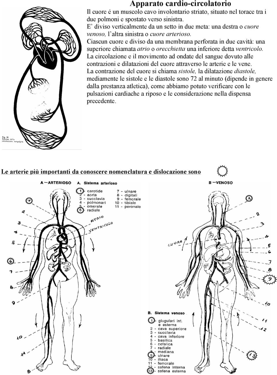 Ciascun cuore e diviso da una membrana perforata in due cavità: una superiore chiamata atrio o orecchietta una inferiore detta ventricolo.