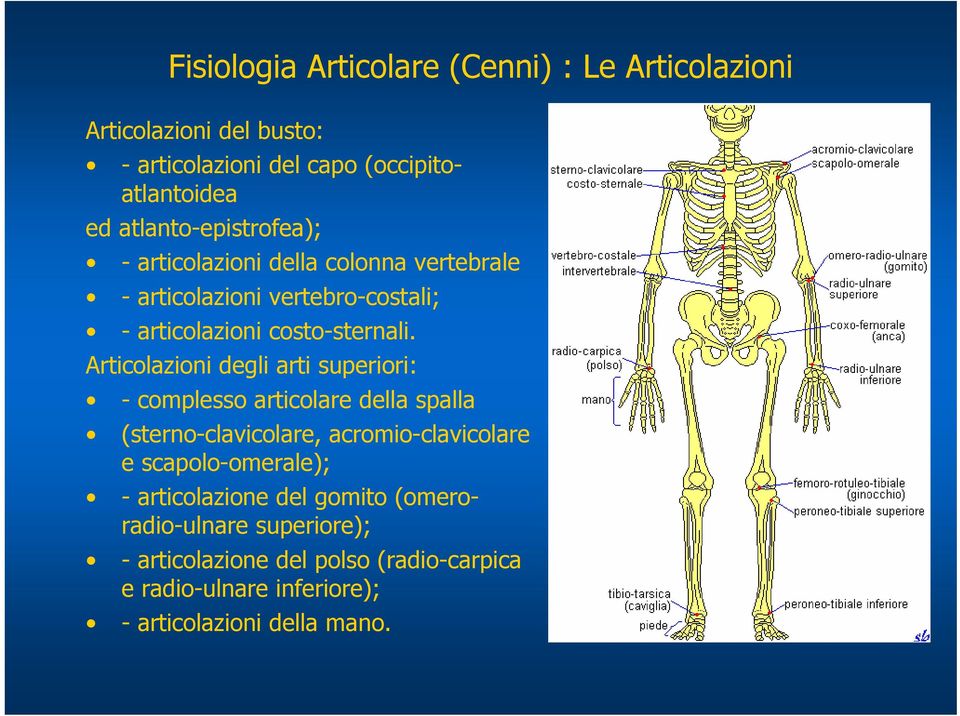 Articolazioni degli arti superiori: - complesso articolare della spalla (sterno-clavicolare, acromio-clavicolare e scapolo-omerale); -