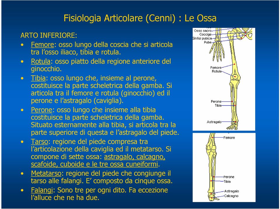 Perone: osso lungo che insieme alla tibia costituisce la parte scheletrica della gamba. Situato esternamente alla tibia, si articola tra la parte superiore di questa e l astragalo del piede.