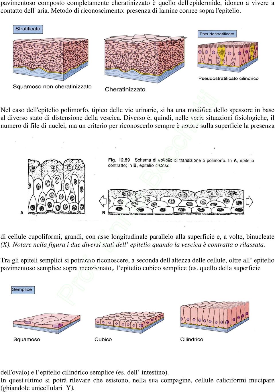 Diverso è, quindi, nelle varie situazioni fisiologiche, il numero di file di nuclei, ma un criterio per riconoscerlo sempre è notare sulla superficie la presenza di cellule cupoliformi, grandi, con