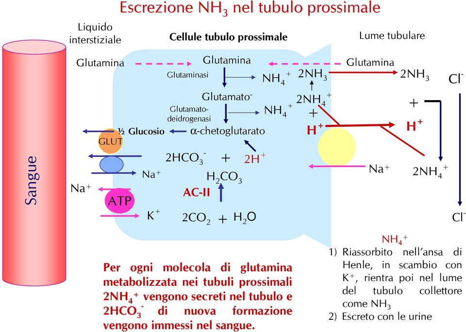 metabolizzata nei tubuli prossimali 2NH 4 vengono secreti nel tubulo e 2HCO 3 di nuova formazione vengono immessi nel sangue.