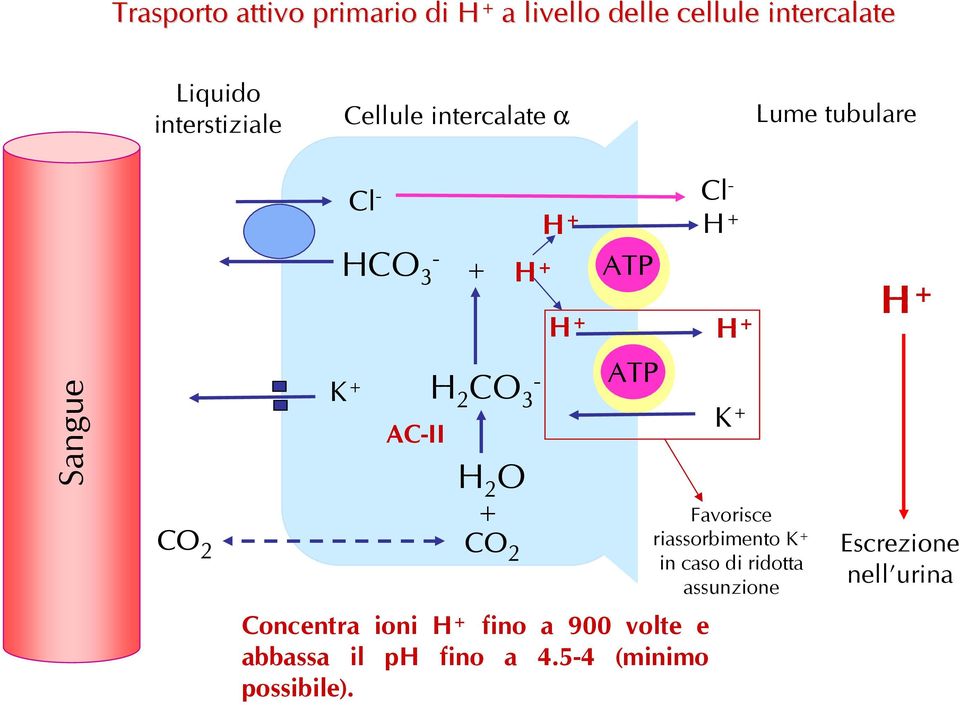 3 H 2 O CO 2 ATP K Favorisce riassorbimento K in caso di ridotta assunzione Escrezione