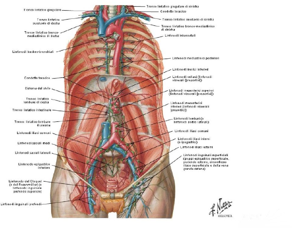 Anatomia