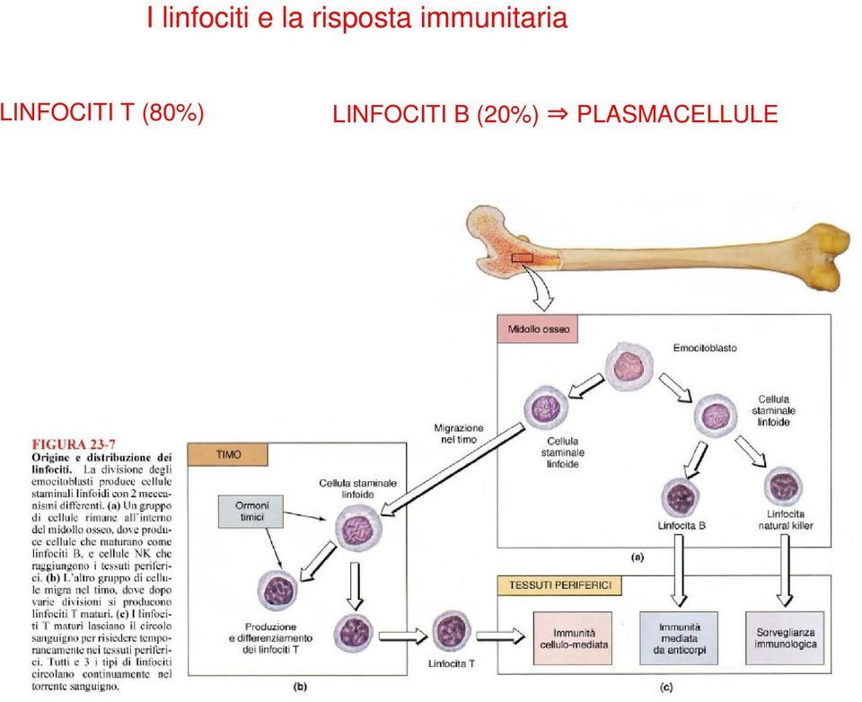 LINFOCITI T (80%)