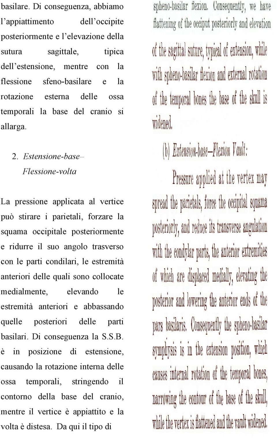 ossa temporali la base del cranio si allarga. 2.