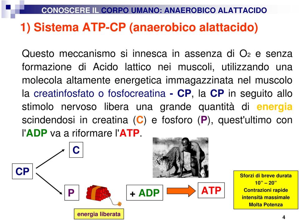 fosfocreatina -CP, la CP in seguito allo stimolo nervoso libera una grande quantità di energia scindendosi in creatina (C) e fosforo (P),