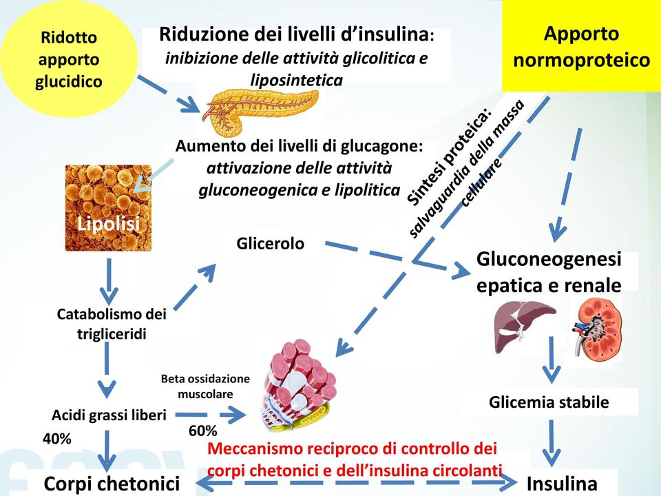 gluconeogenica e lipolitica Glicerolo Gluconeogenesi epatica e renale Acidi grassi liberi 40% Corpi chetonici Beta