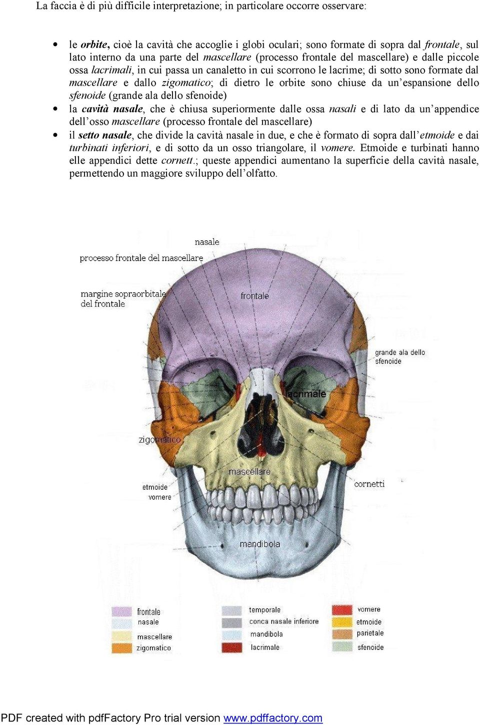 di dietro le orbite sono chiuse da un espansione dello sfenoide (grande ala dello sfenoide) la cavità nasale, che è chiusa superiormente dalle ossa nasali e di lato da un appendice dell osso