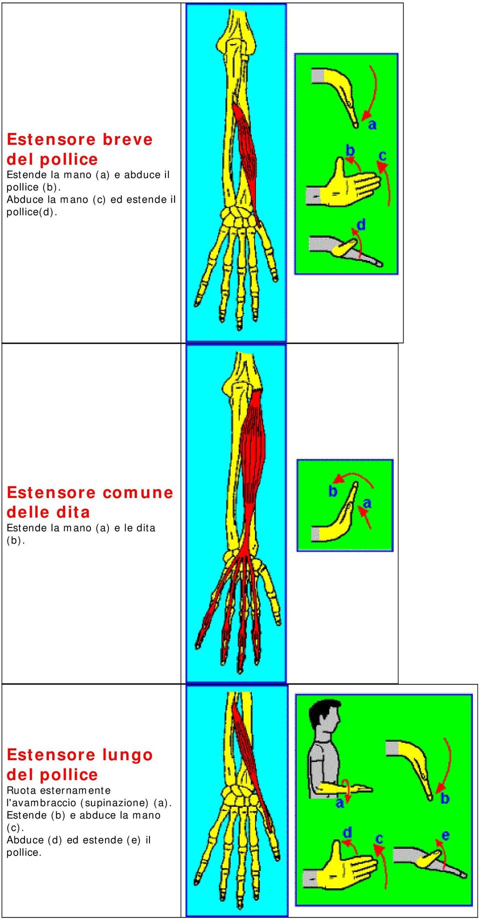 Estensore comune delle dita Estende la mano (a) e le dita (b).