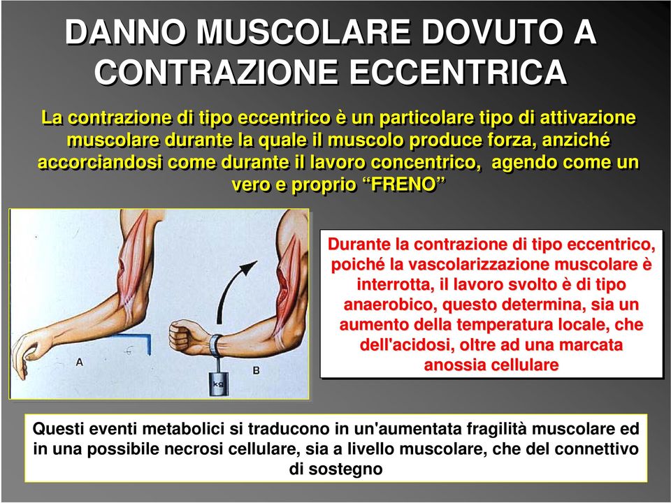 vascolarizzazione muscolare è interrotta, il lavoro svolto è di tipo anaerobico, questo determina, sia un aumento della temperatura locale, che dell'acidosi, oltre ad una