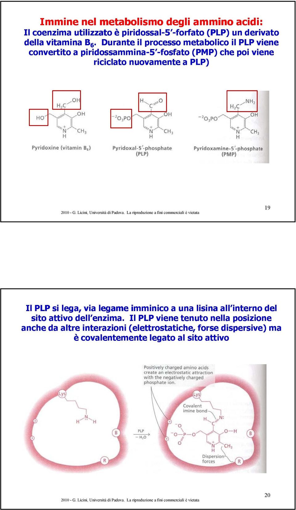 nuovamente a PLP) 19 Il PLP si lega, via legame imminico a una lisina all interno del sito attivo dell enzima.