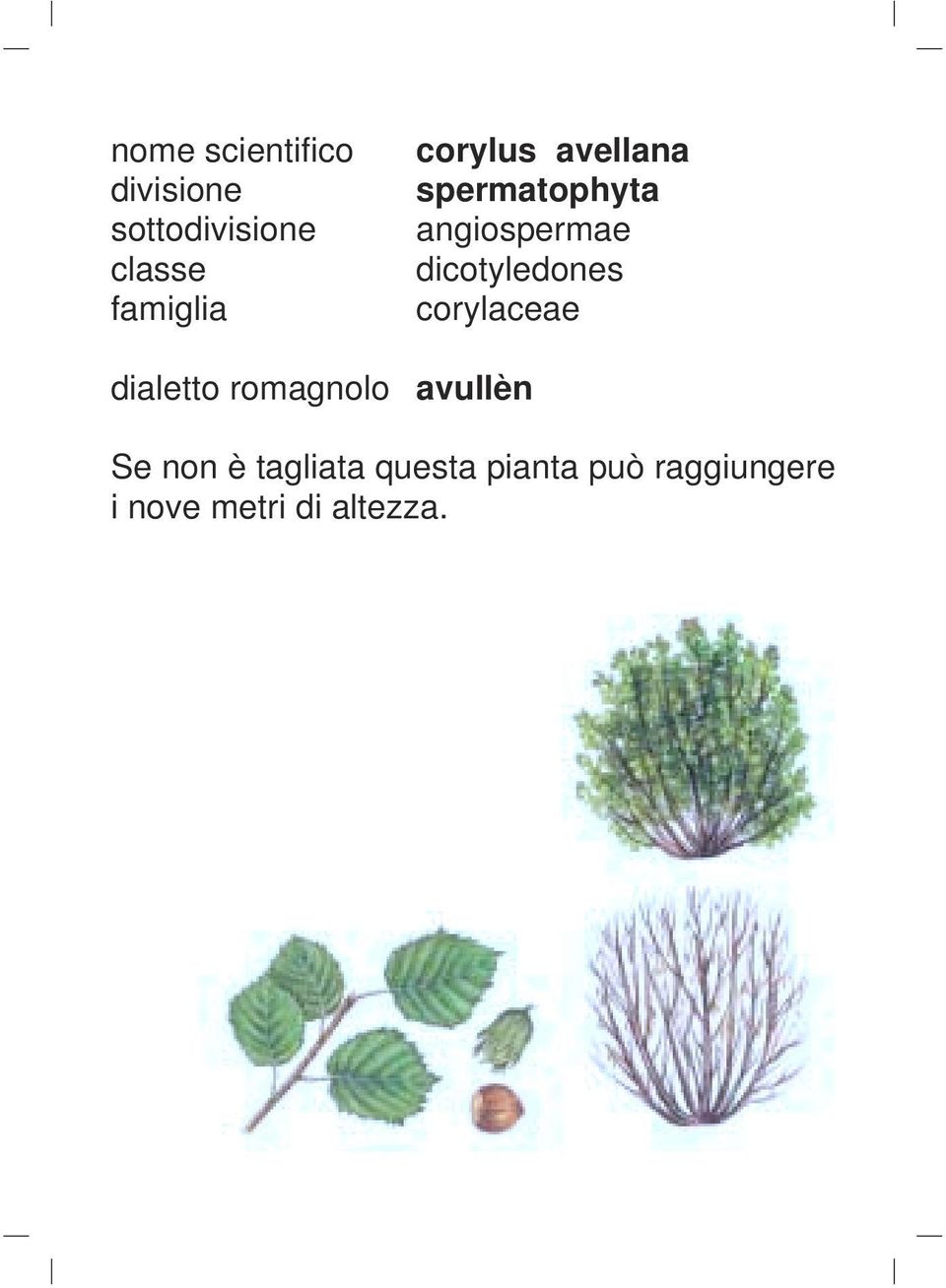 dicotyledones corylaceae dialetto romagnolo avullèn Se