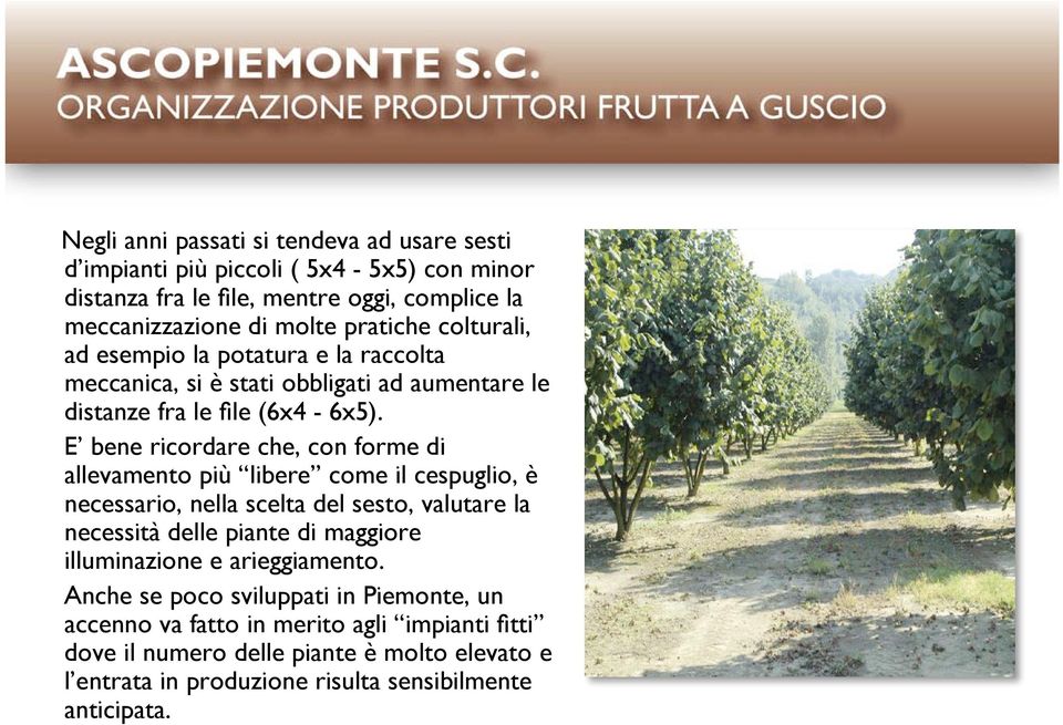 E bene ricordare che, con forme di allevamento più libere come il cespuglio, è necessario, nella scelta del sesto, valutare la necessità delle piante di maggiore