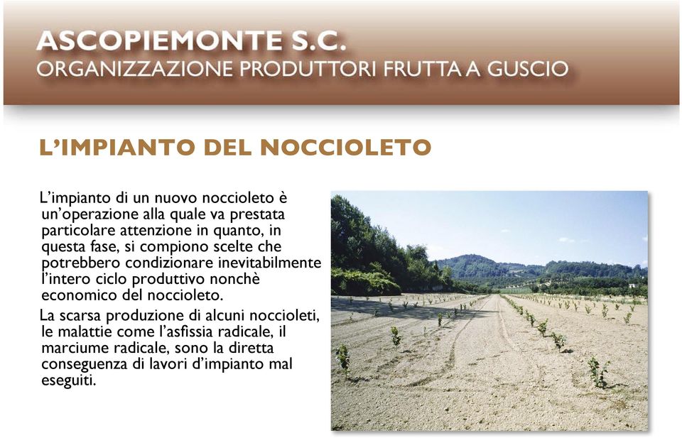 inevitabilmente l intero ciclo produttivo nonchè economico del noccioleto.