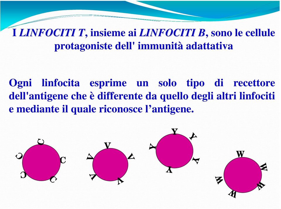 recettore dell'antigene che è differente da quello degli altri linfociti