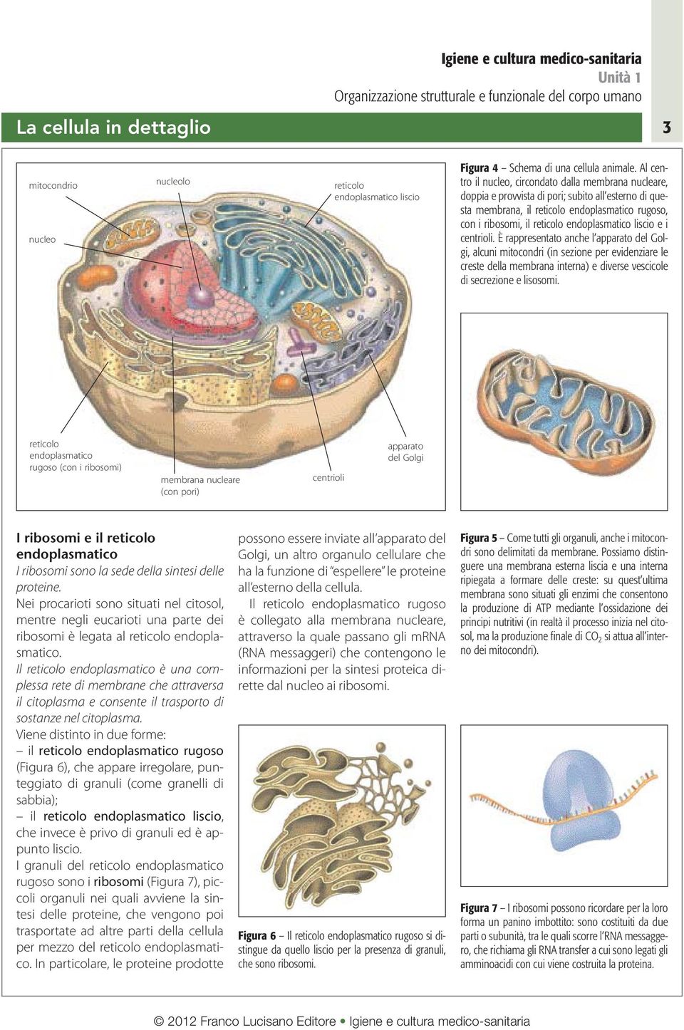 endoplasmatico liscio e i centrioli.